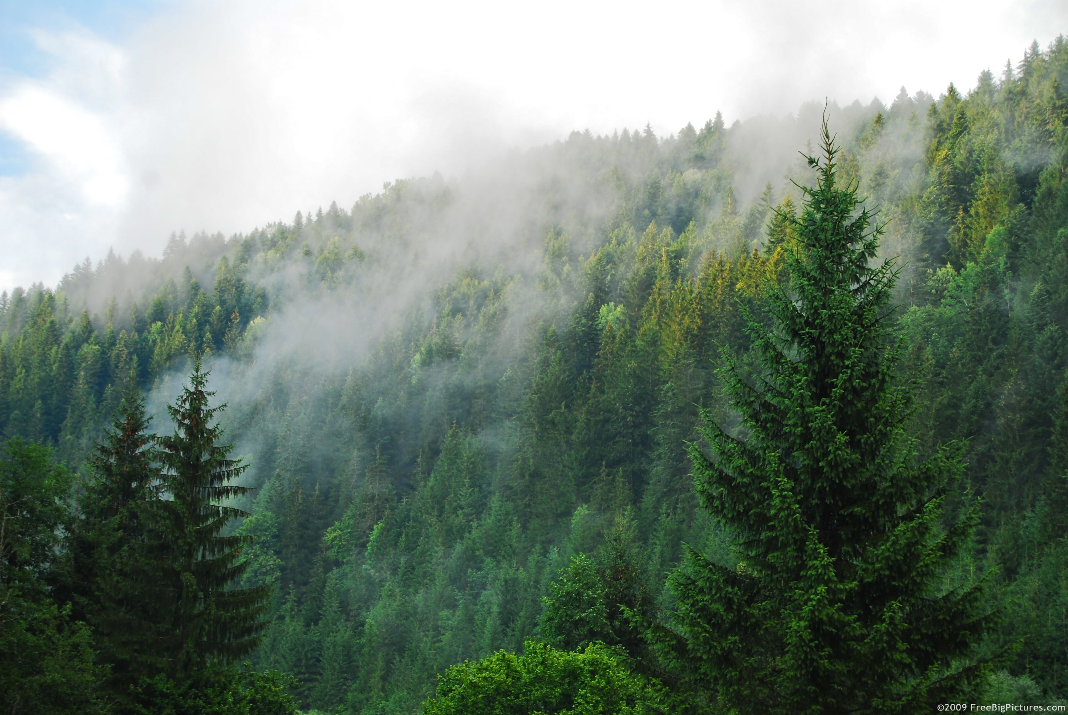 coniferous-forest